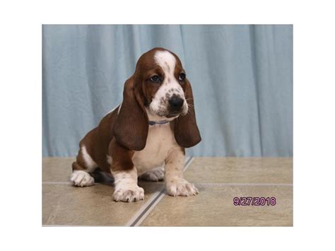 Basset Hound Dog Male Red White 2185564 Petland Carriage Place