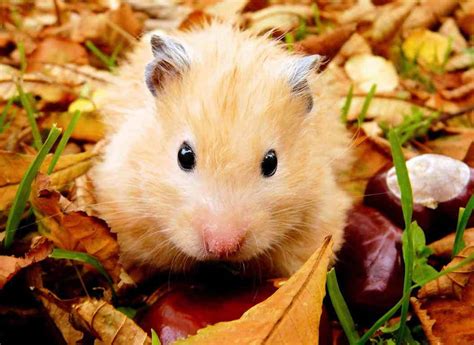 Hamster Playing Outside In The Autumn Leaves A Green Observer