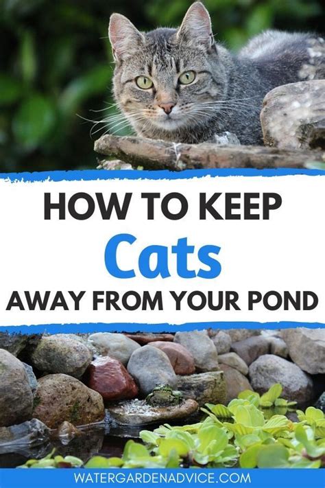An easy way to make your lawn less palatable to geese is to keep your lawn at a higher length than normal. How To Keep Cats Away From Your Pond in 2020 | Koi pond ...