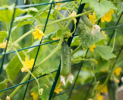formel bébé écrou how to grow cucumbers in a pot prétendre aider pâturer