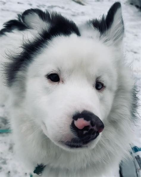 Husky Samoyed Mix Is A Friendly Loyal And Energetic Dogs I Petibble