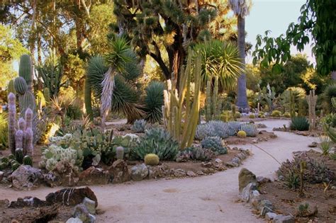 Photos For The Arizona Cactus Garden At Stanford University Yelp