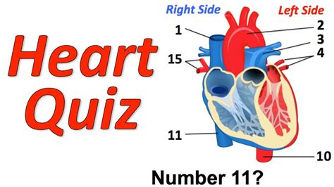 Circulatory System Musical Quiz Heart Quiz Youtube