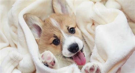 I consent to receive notifications when new welsh corgi puppies are posted. 3 Reasons to Buy Your Next Puppy at Petland!