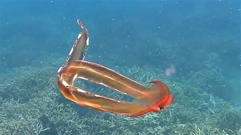 Rare Blanket Octopus Spotted In Once In A Lifetime