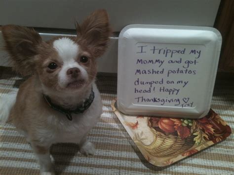 16 Dogs Who Ruined Thanksgiving Dinner