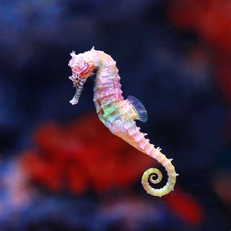 Repost Via Plasticoceans ⚠️ ️dont Let Cuteness Fool You Seahorses