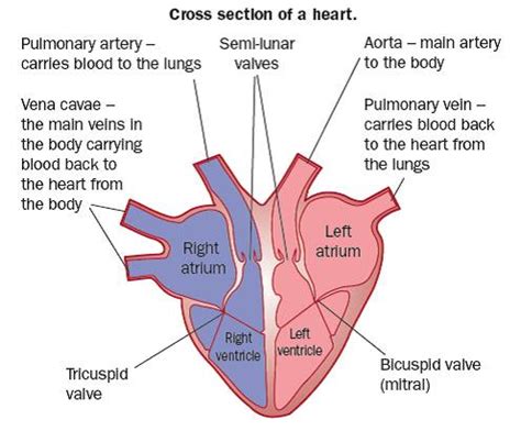 Check spelling or type a new query. The Heart | Revision Science