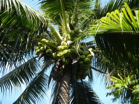 Images photos vector graphics illustrations videos. Coconut tree | Photo