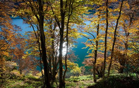 Wallpaper Autumn Trees Lake Reflection France Auvergne For Mobile