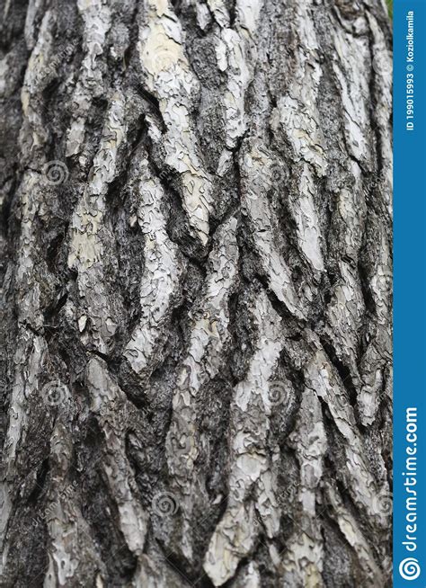 Green Ash Tree Bark Texture Stock Image Image Of Rough Pattern