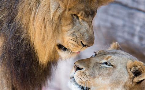 Lion Wallpaper Lioness Love Couple Lion And Cub Животные Львы