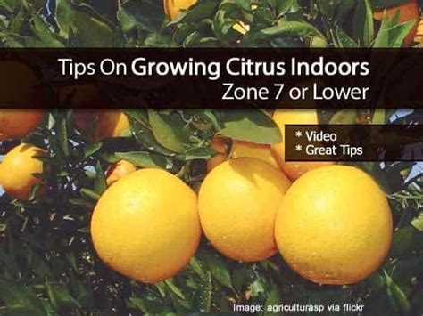 Tips On Growing Citrus Indoors Zone 7 Or Lower Growing Citrus Zone