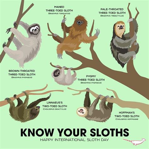 Image Result For Sloth Anatomy Animals And Pets Baby Animals Funny