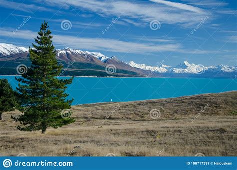 Distant View Of Mount Cook Across Lake Pukaki With Tree On The Left
