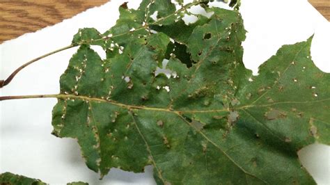 Oak Disease Plantdoc