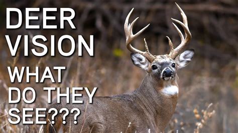 Deer Vision How It Works And What They See Deer Hunting Tips Youtube