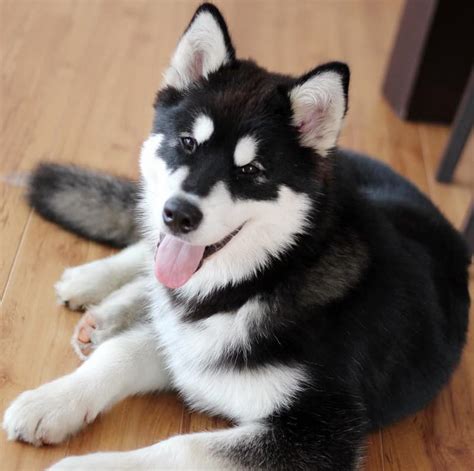 Lovable, strong, and energetic, huskies and other sled dogs were bred to pull loads over medium to long distances. Pomsky - All You Need to Know About the Pomeranian Husky