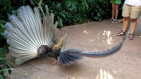 great argus pheasant mating dance argusianus argus youtube