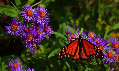 Monarch Butterfly Cranberry Marsh Southern Ontario Canada Ashley