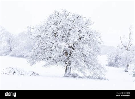 Oak Trees Covered In Snow In Yorkshire England Stock Photo Alamy