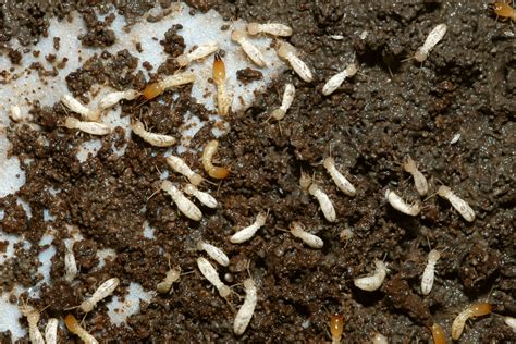 Termites Control Abc Termite And Pest Control Omaha And Lincoln Ne