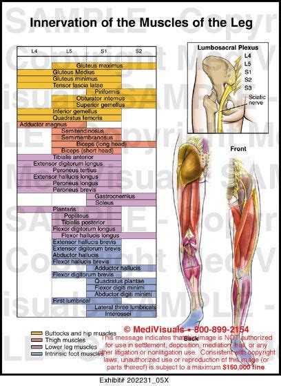 There is a printable worksheet available for download here so you can take the quiz with pen and paper. lower leg muscle chart | Innervation of the Muscles of the ...