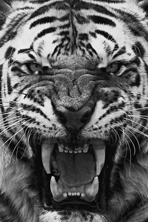 Universe Of Chaos — Angry Tiger Roaring Big Cats Art Scary Animals