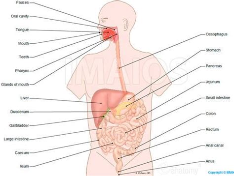 Anatomical Illustrations Of Digestive System Anatomy Anatomy Of The