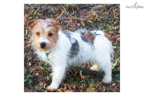 I joined this adventure with jana crawford to bring awareness to what seemed to be the forgotten original family member of the short leg jack russell terrier. Jack Russell Terrier puppy for sale near Battle Creek ...