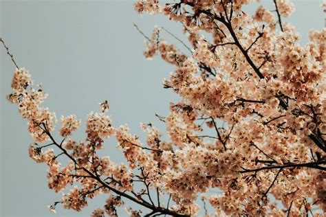 Cherry Blossom Tree Photo White Flowering Trees Cherry