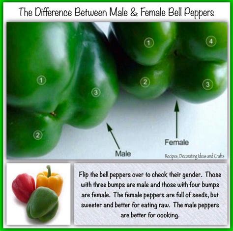 Bell Pepper Sexing Amazing Food Hacks Eating Raw Food Facts Cooking