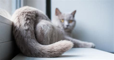 All cat food & feeding articles. An Overview Of Stud Tail In Cats - PetlifeSA