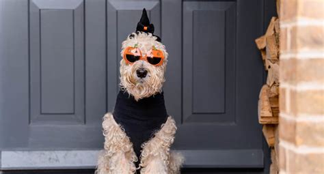 Best Dog Halloween Costumes Reviewed For 2023 Petz