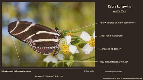 Zebra Longwing Alabama Butterfly Atlas