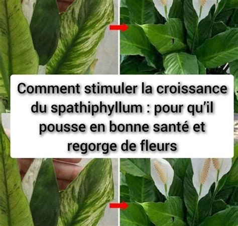 Comment Stimuler La Croissance Du Spathiphyllum Pour Quil Pousse En