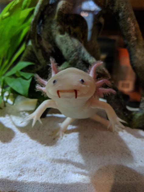 Halloween Axolotl