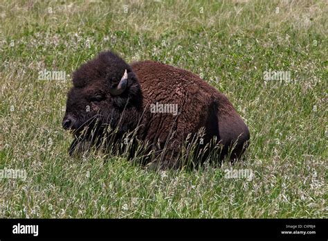 American Bison Buffalo Bison Bison Sitting In A Grassy Field Wind