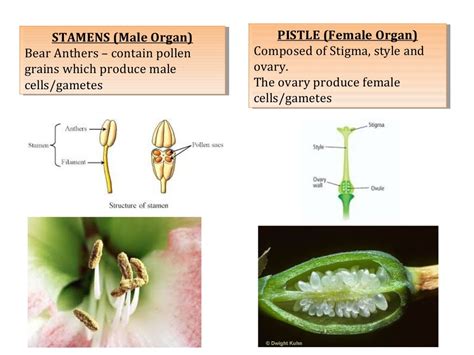 Cbse Grade 7 Chapter 11 Reproduction In Plants