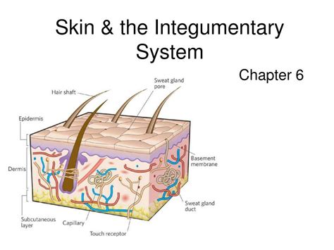 Ppt Skin And The Integumentary System Powerpoint Presentation Free