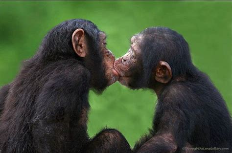 What Is The Evolutionary Benefit Of Tongue Kissing Quora