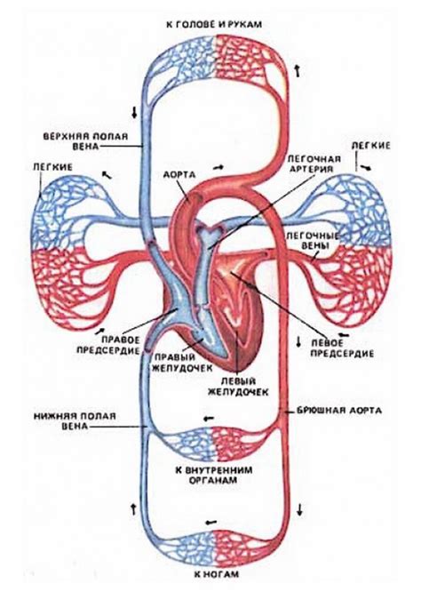 Артериальная вена вена артериальная это Что такое вена артериальная