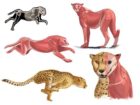 Artstation Cheetah Anatomy
