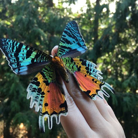 Top 10 Most Beautiful Colorful Butterflies Species Butterfly Species