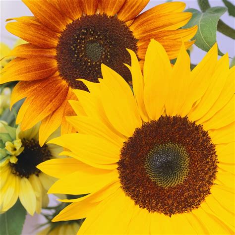 Get beautiful blooms and herbs in summer by starting these choice garden picks from seed in spring. Growing Sunflowers Indoors Using Fluorescent Light ...