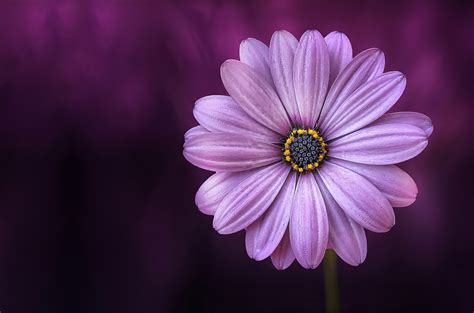 Our collection of flower images keeps blooming every day. Flower images · Pexels · Free Stock Photos