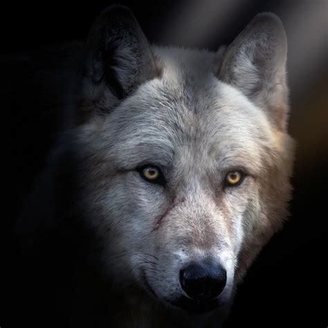 Arctic Wolf Portrait Portrait Of A White Arctic Wolf James Arup