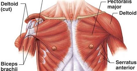 Why your upper back is the key to their release. anterior shoulder & chest muscles | Anatomy | Pinterest ...