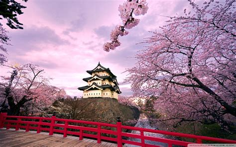 Japan Cherry Blossom Tree Wallpapers Top Free Japan Cherry Blossom