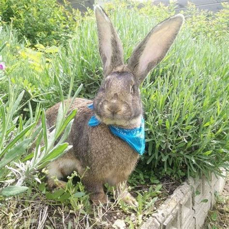 Le Lapin G Ant Des Flandres Manuel Complet